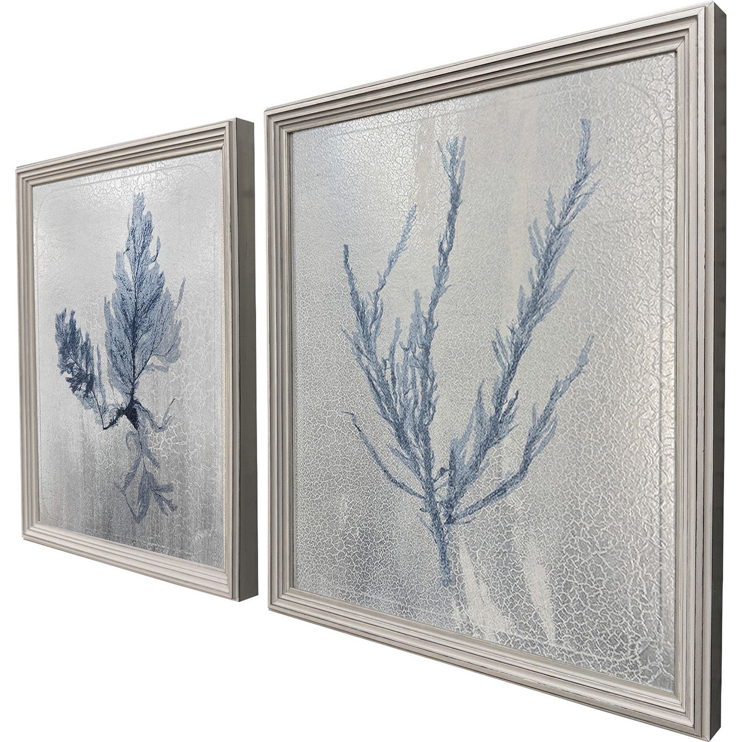 The Studio Oceanic Curiosity I Framed Art Set of 2