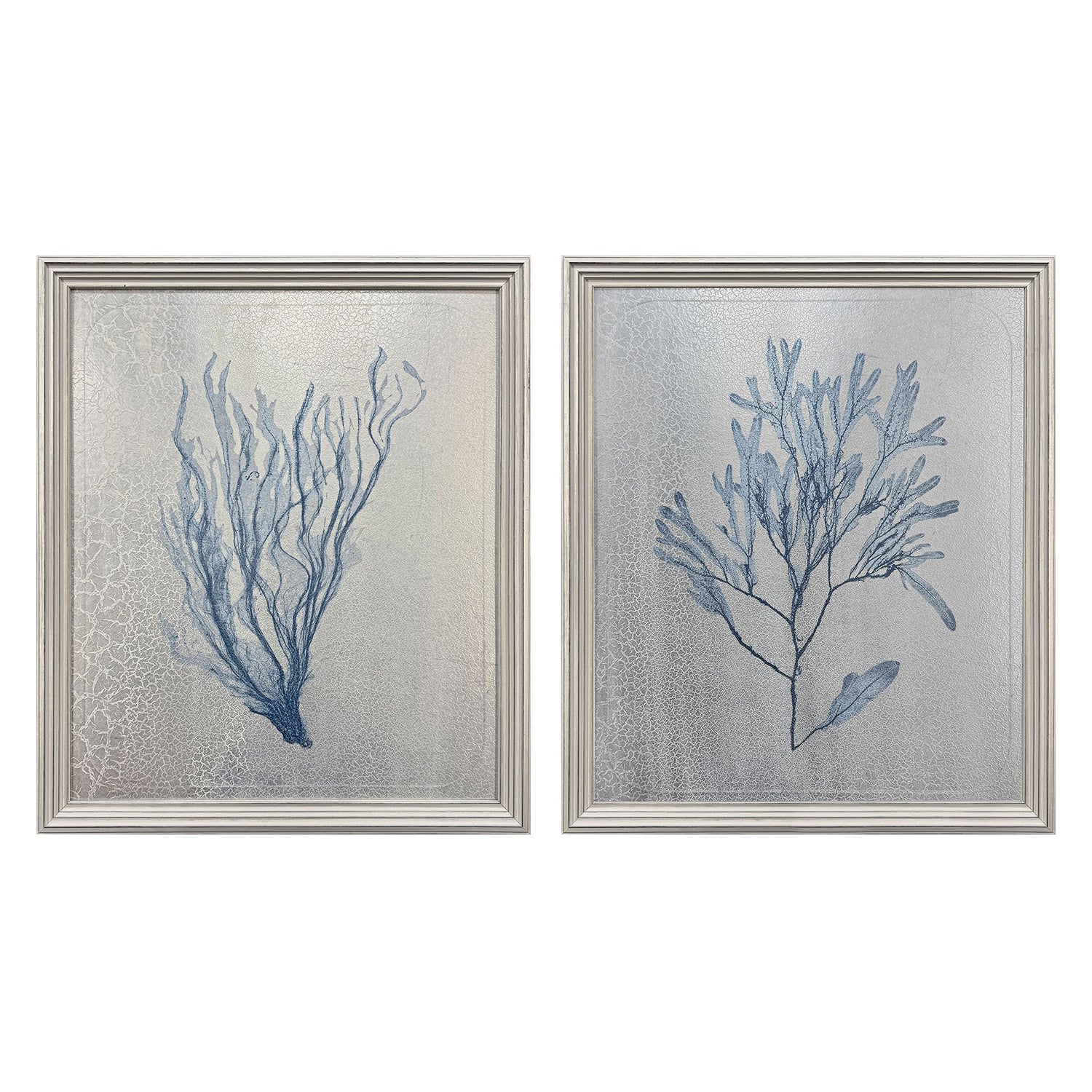 The Studio Oceanic Curiosity II Framed Art Set of 2