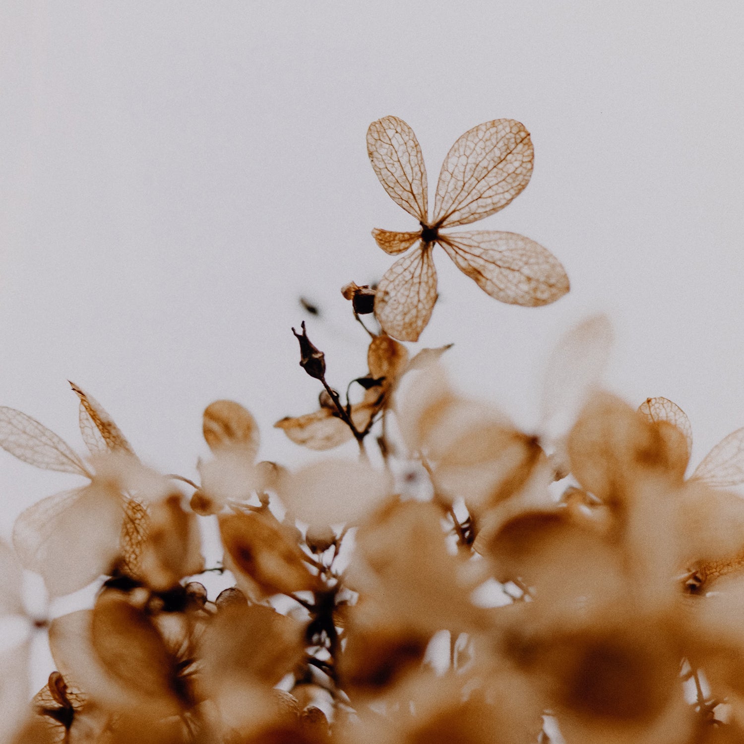 Four Hands Greetings Framed Artwork