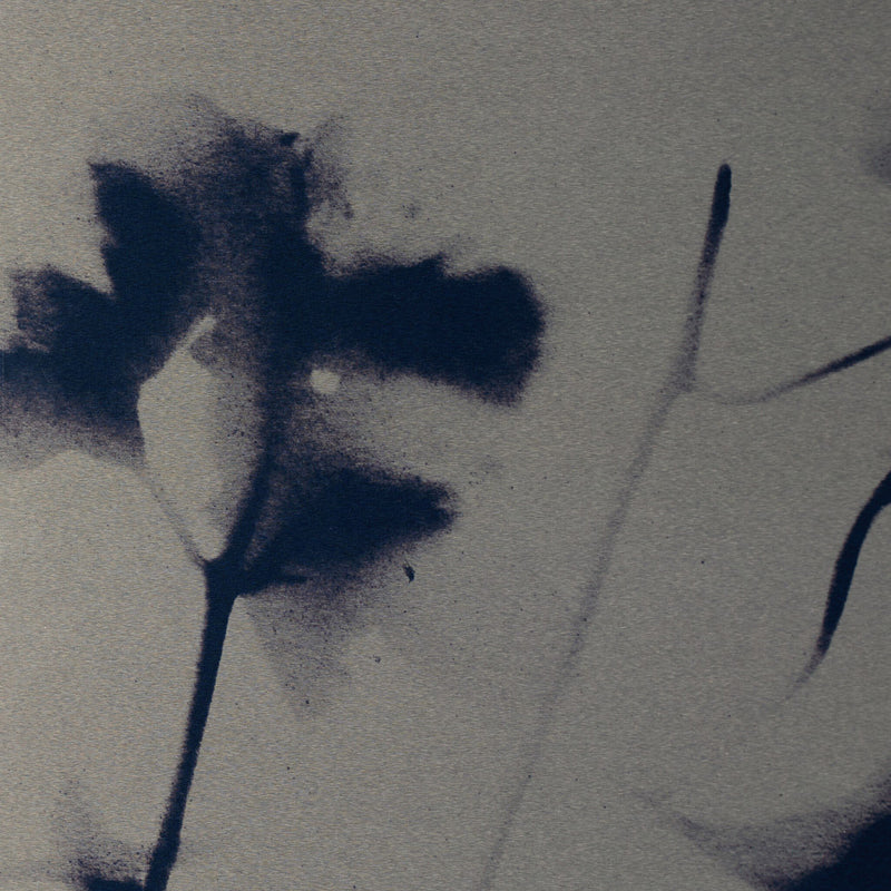 Four Hands x Coup D'esprit Cyanotype Botanical II Framed Art