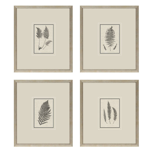 Langdon Petite Ferns Framed Art Set of 4