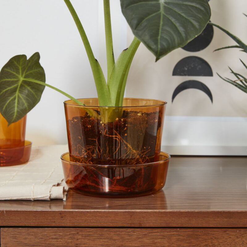 Glass Pot with Saucer