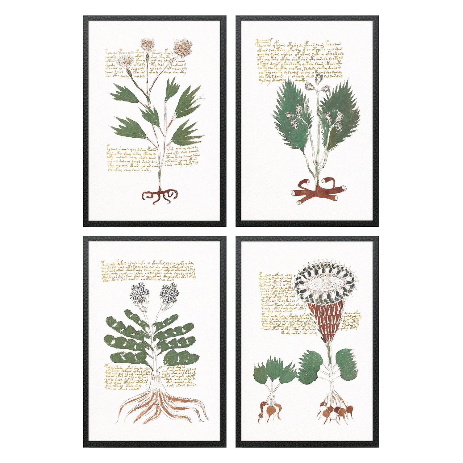 Renaissance Magial Botany Framed Artwork Set of 4