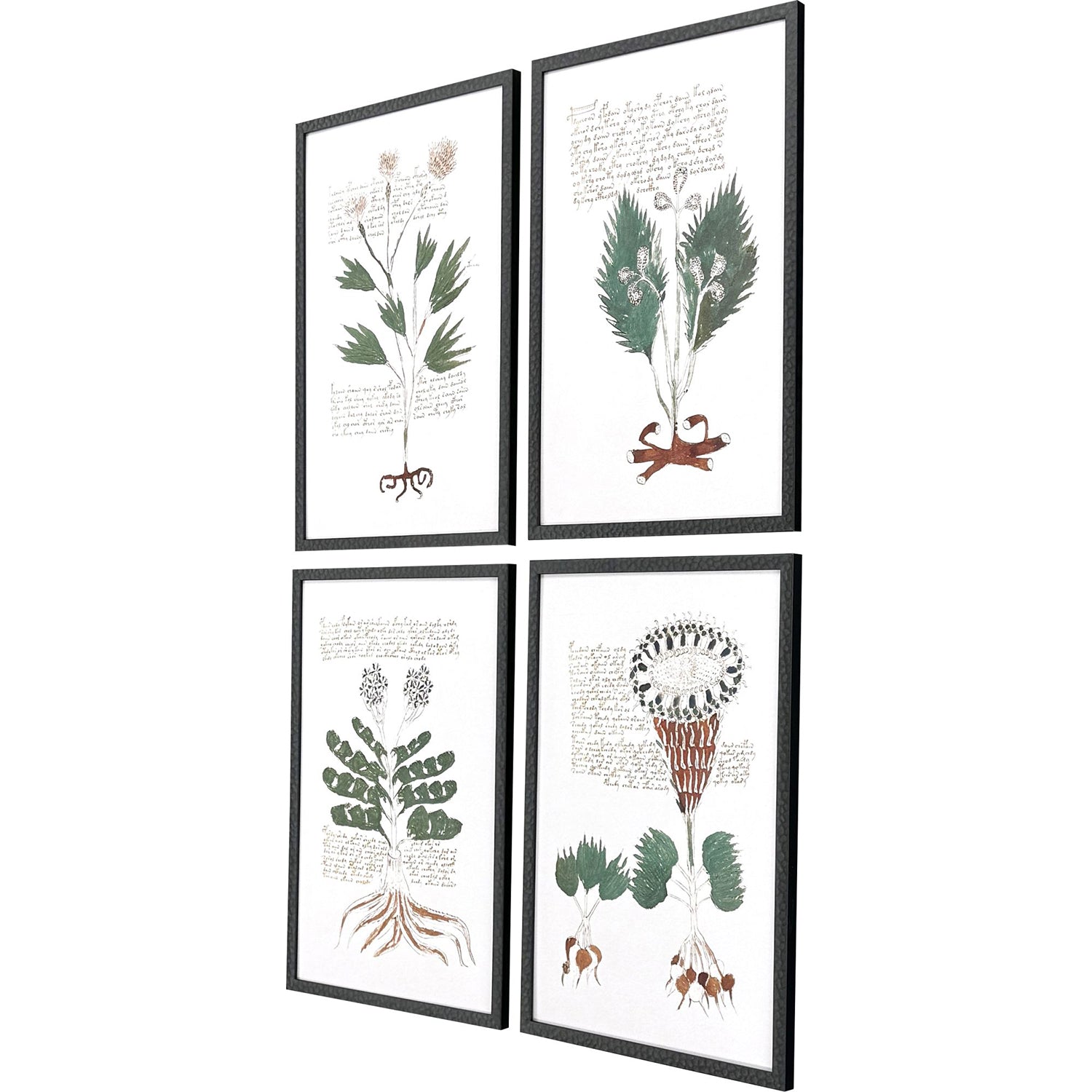 Renaissance Magial Botany Framed Artwork Set of 4