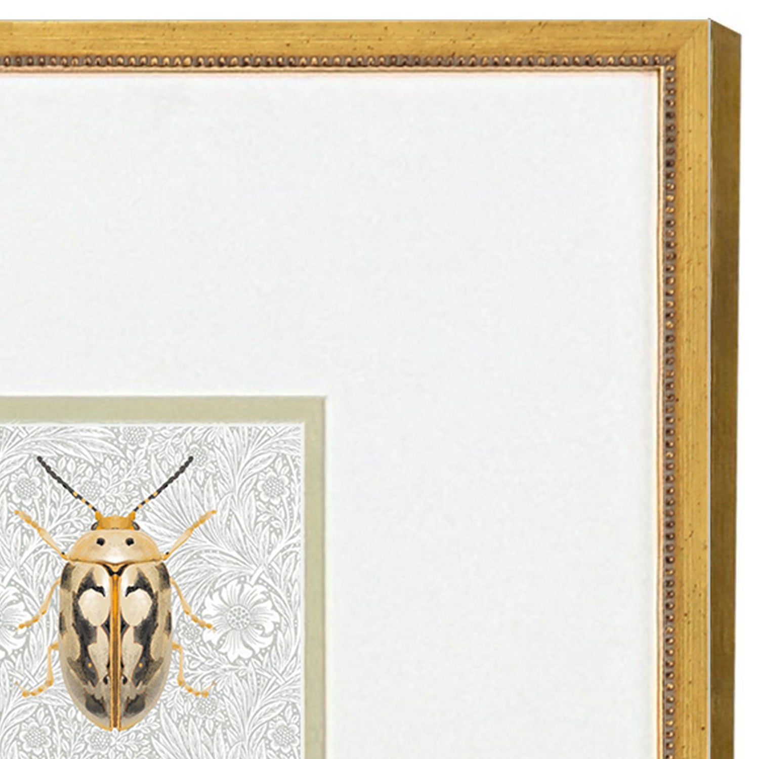 Nai Beetles Framed Artwork Set of 2