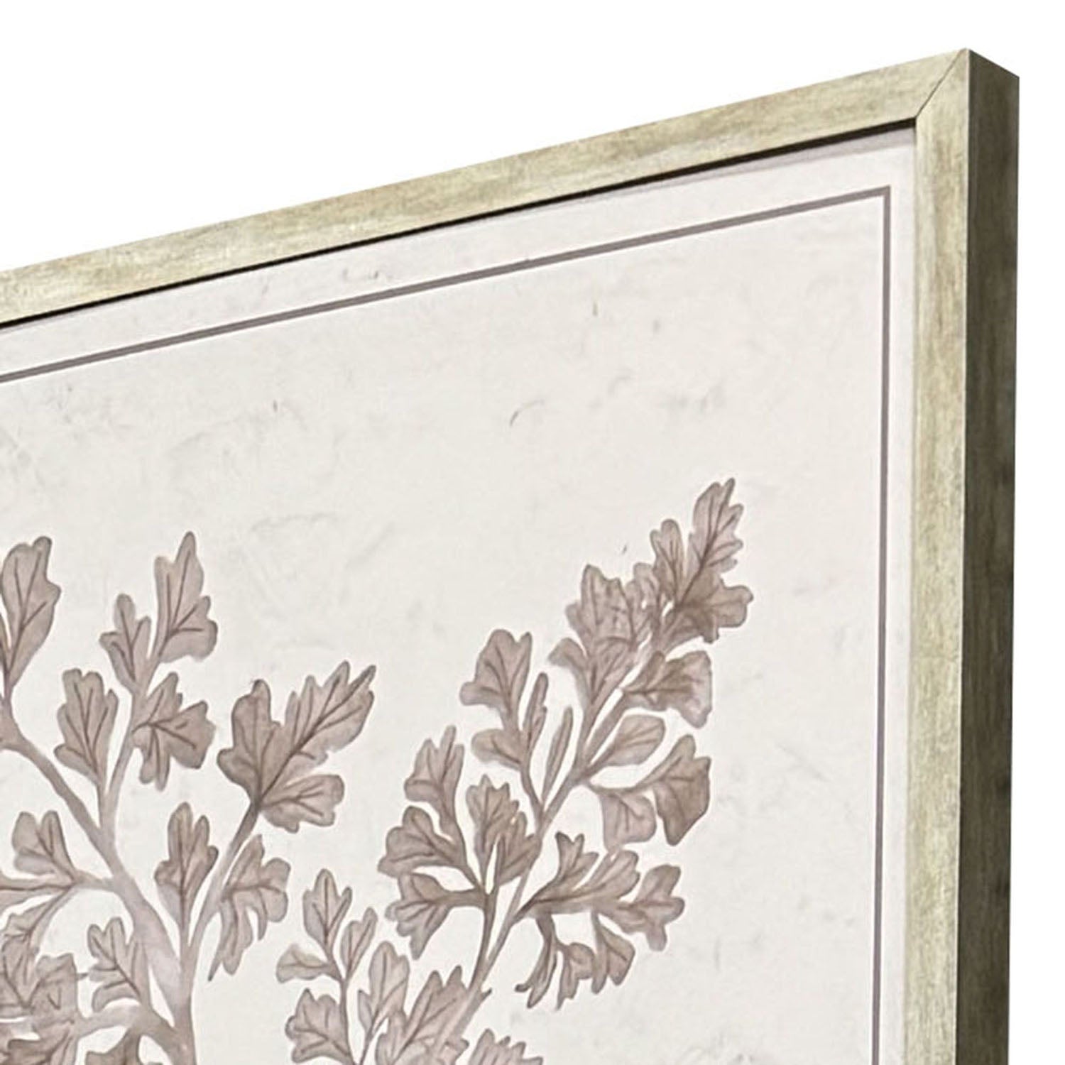 Medley Fern Study Framed Artwork Set of 4