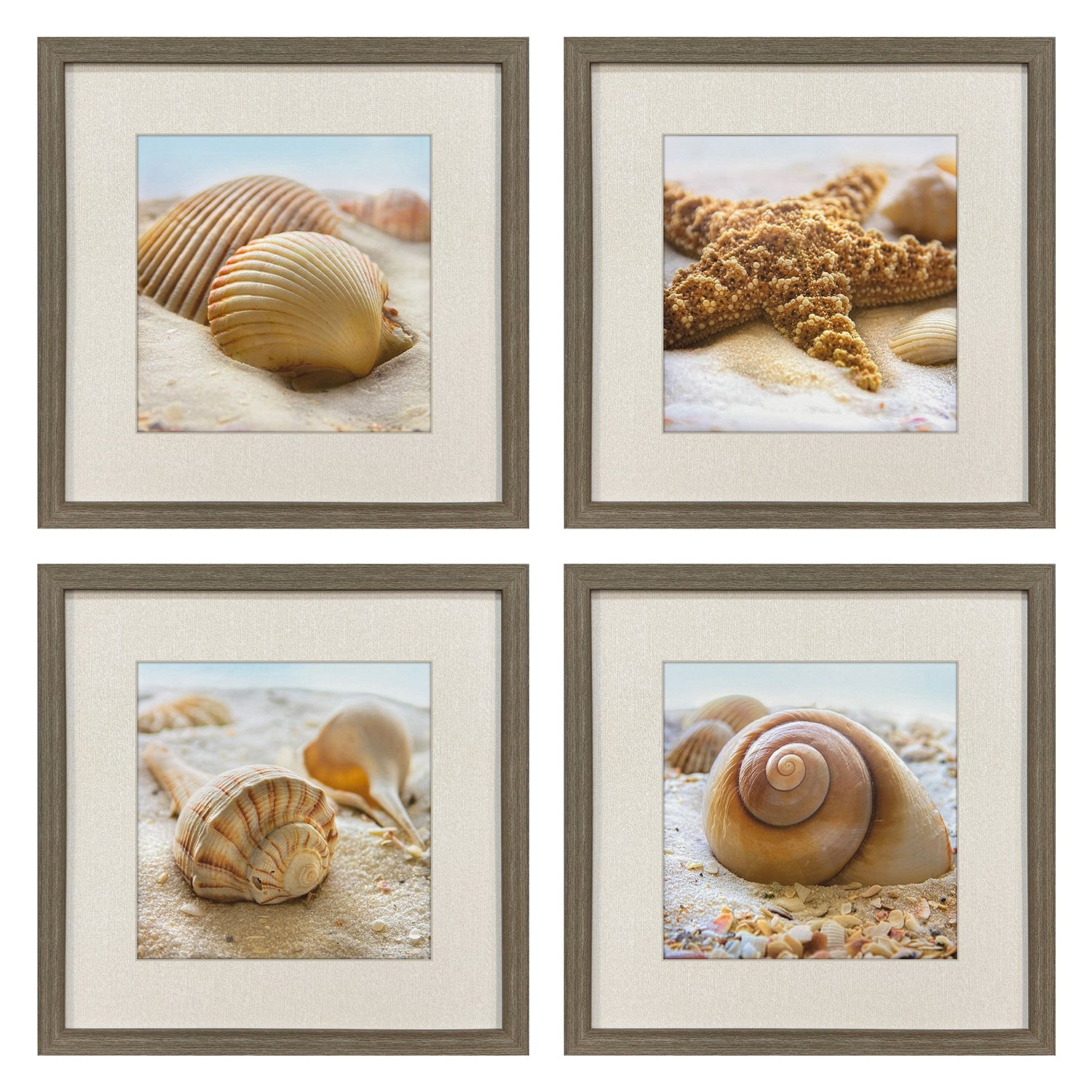 Geissler Beachy Shells Framed Artwork Set of 4