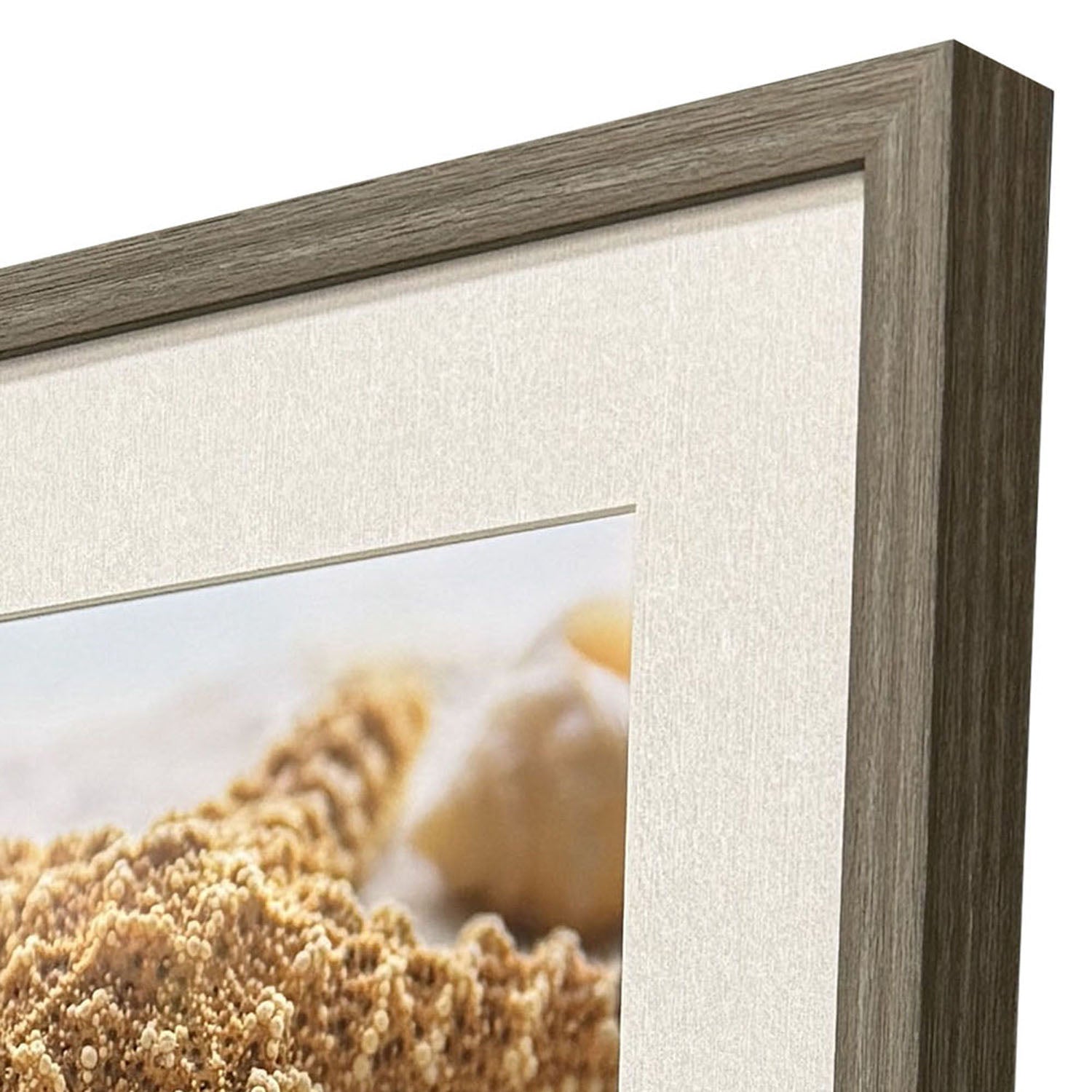 Geissler Beachy Shells Framed Artwork Set of 4