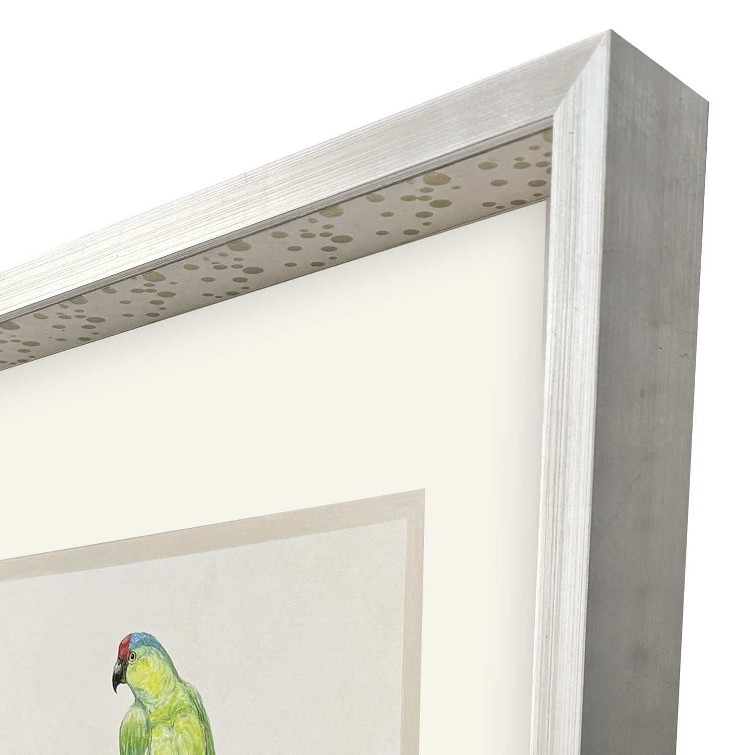 PopJoy Studio Treasure Parrot II Framed Artwork