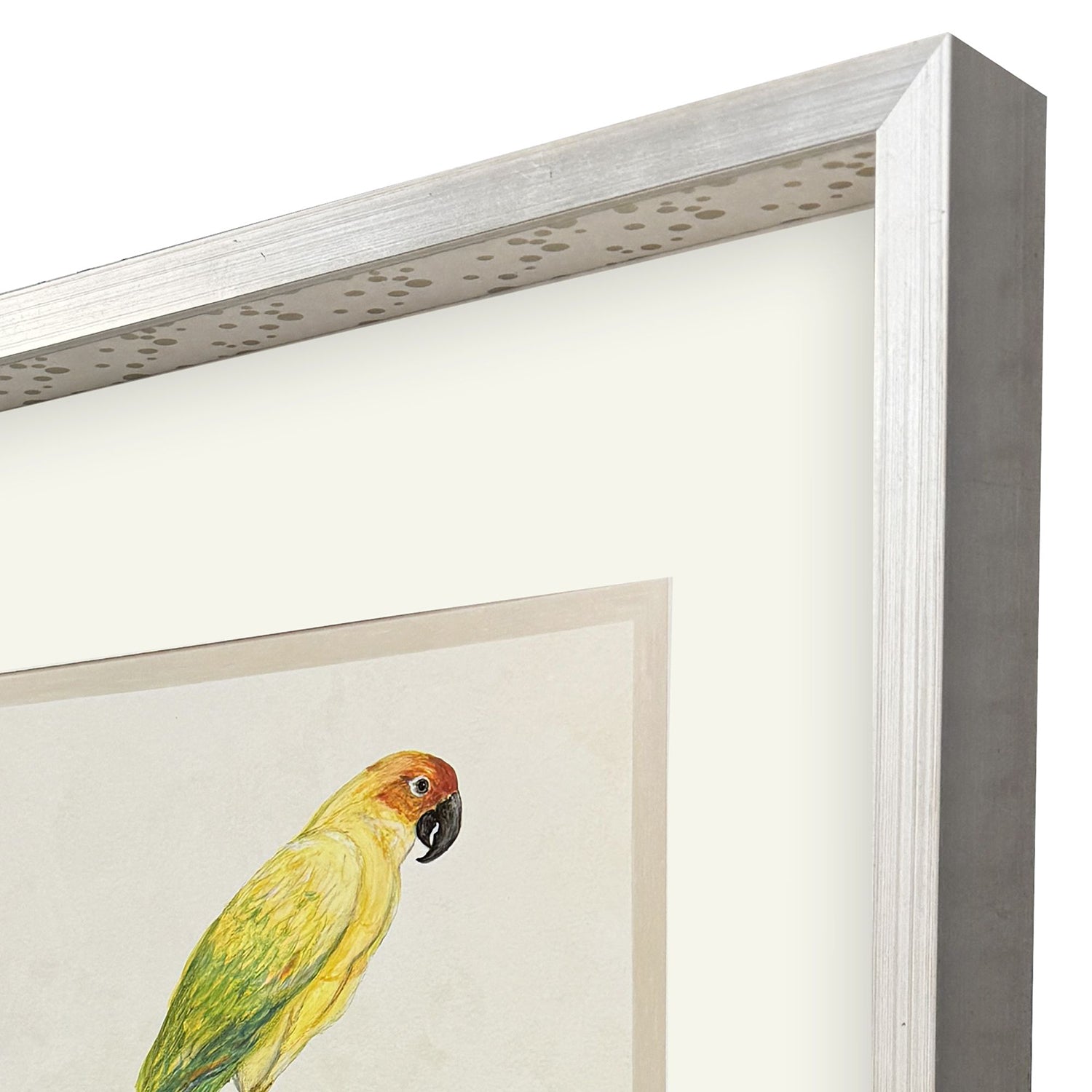 PopJoy Studio Treasure Parrot III Framed Artwork