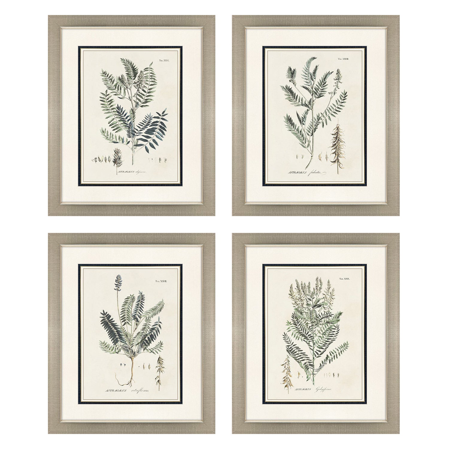 Martini Astragalorum Framed Artwork Set of 4