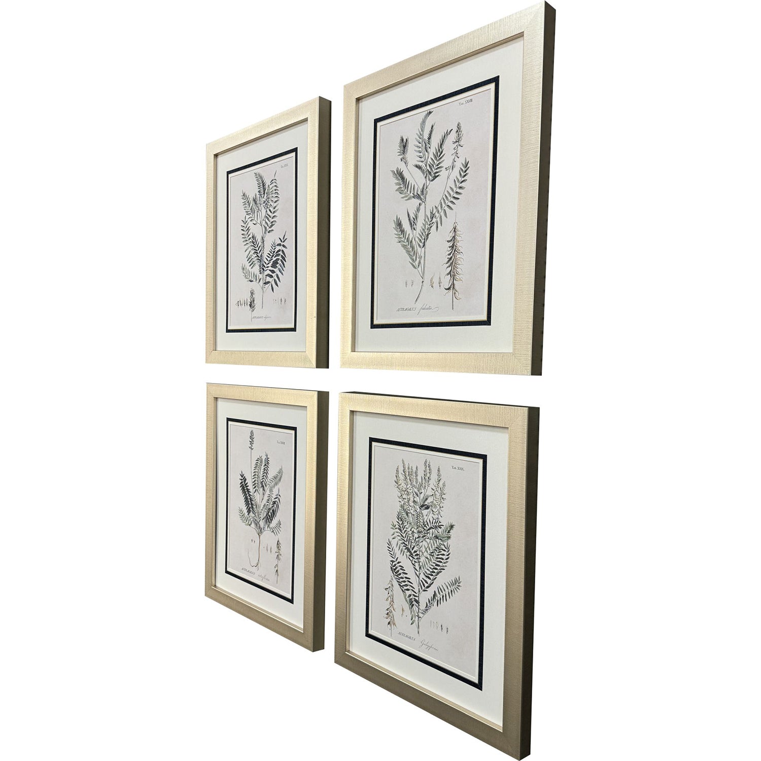Martini Astragalorum Framed Artwork Set of 4