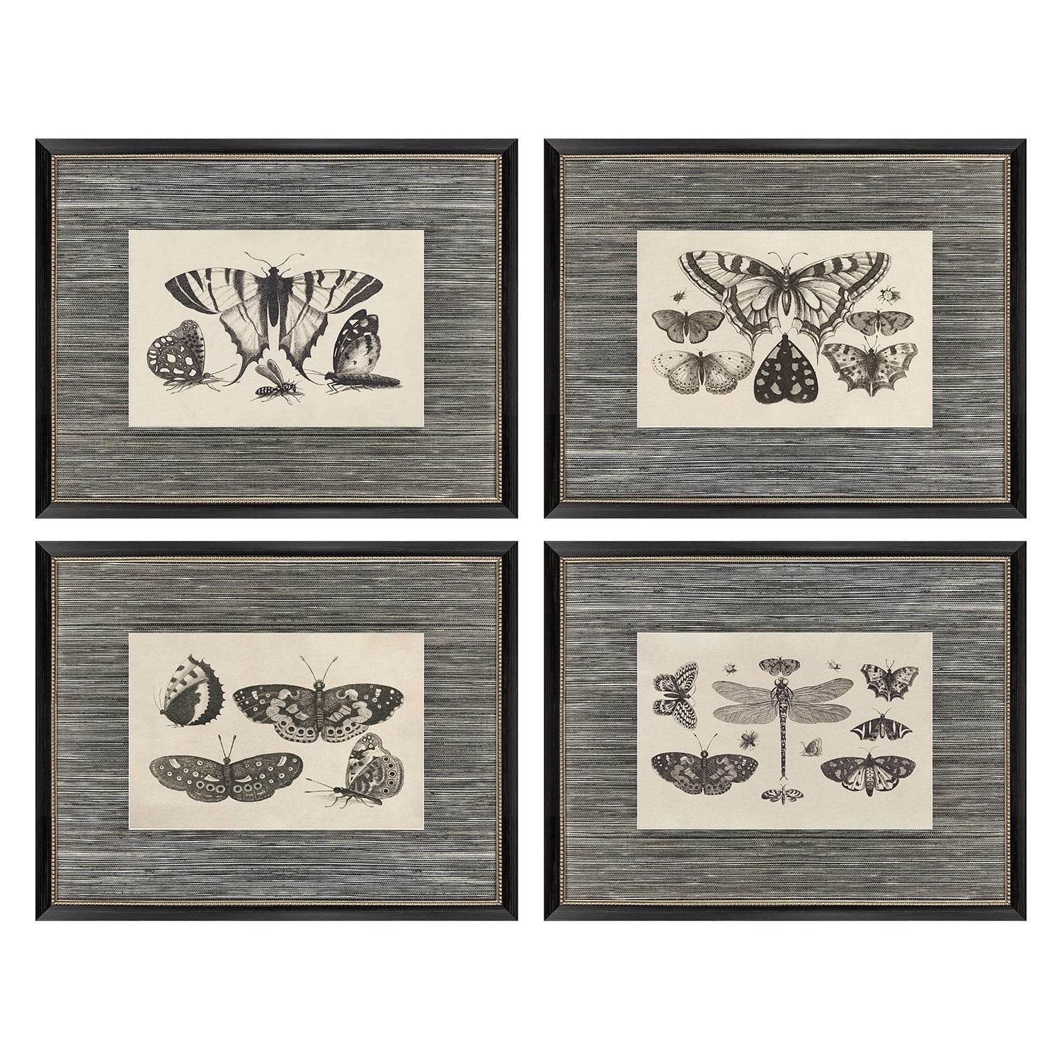 Malanta Knowles Anthropod Collection Framed Art Set of 4