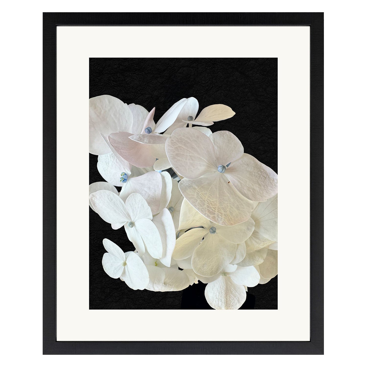Libby Langdon Modern Hydrangea I Framed Art