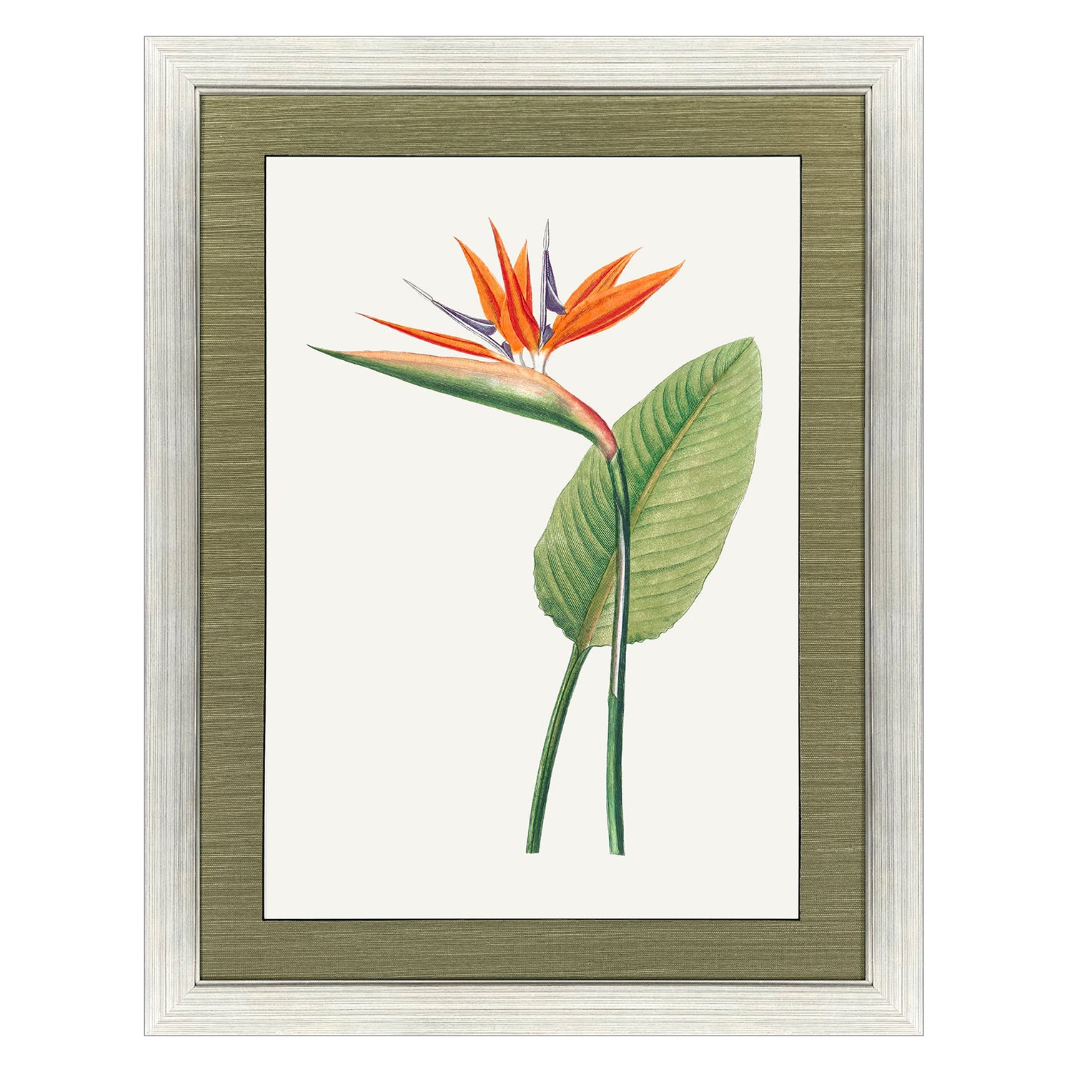 Libby Langdon Bird of Paradise Framed Art