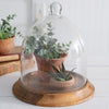 Glass Bell Shaped Cloche with Wood Base