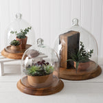 Glass Bell Shaped Cloche with Wood Base