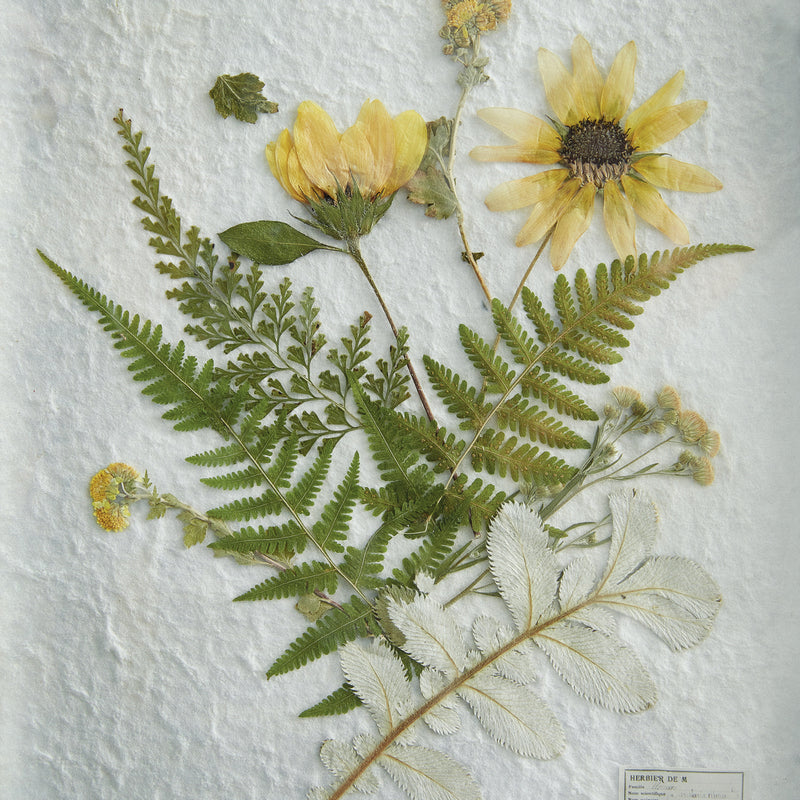 Pressed Botanical Sunflower Wall Art
