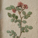 Pressed Botanical Japanese Rose Wall Art