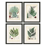Collected Ferns A Framed Art Set of 4