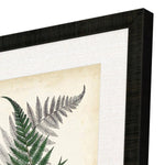 Collected Ferns A Framed Art Set of 4