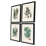 Collected Ferns B Framed Art Set of 4