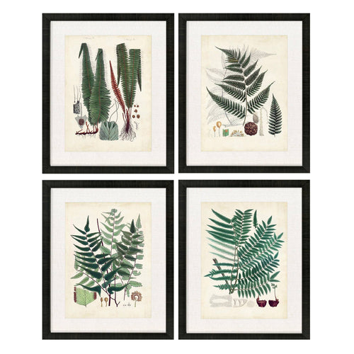 Collected Ferns B Framed Art Set of 4