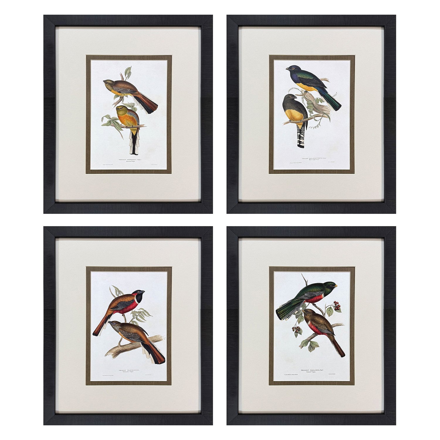 Gould Elegant Trogons Framed Artwork Set of 4