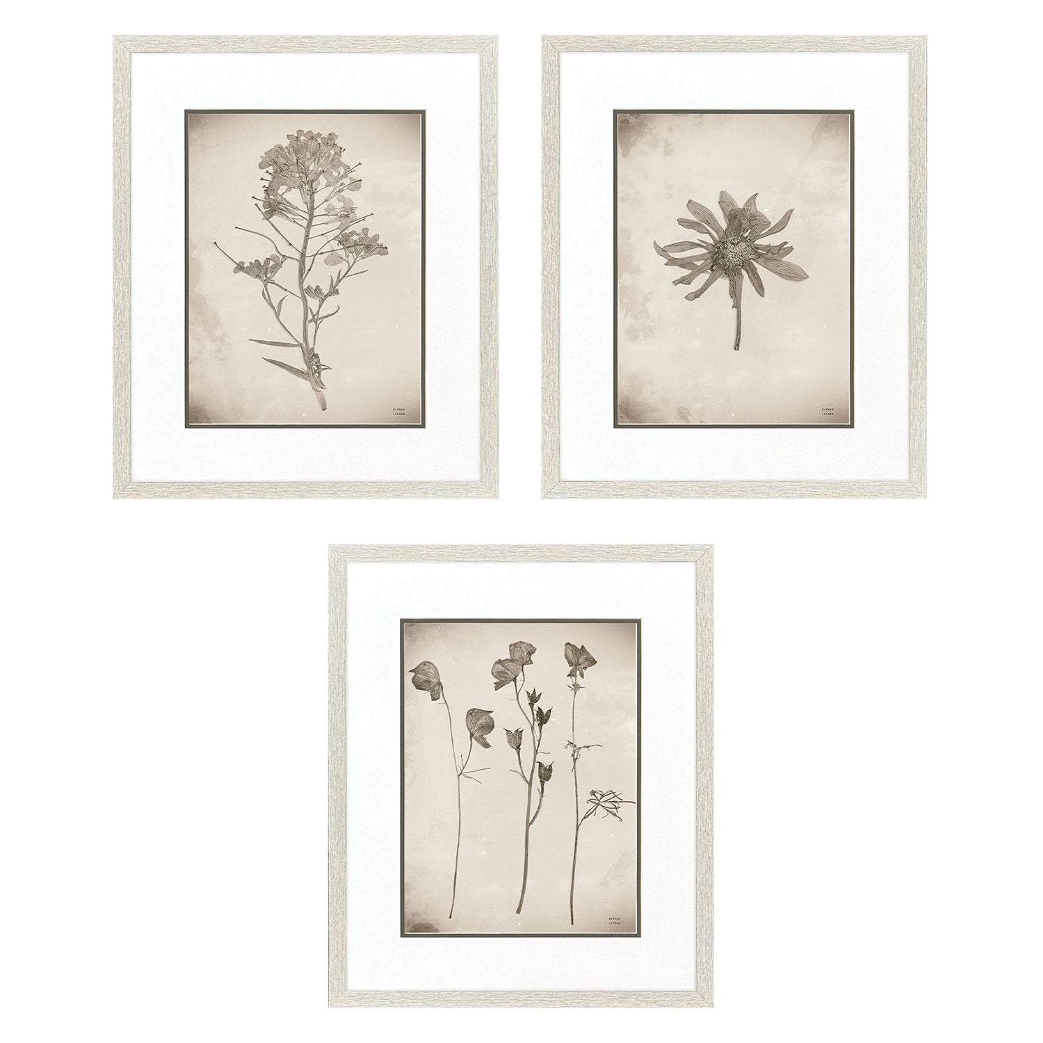 Jordan Glassco-Smith Wildflower Stems I Framed Art Set of 3