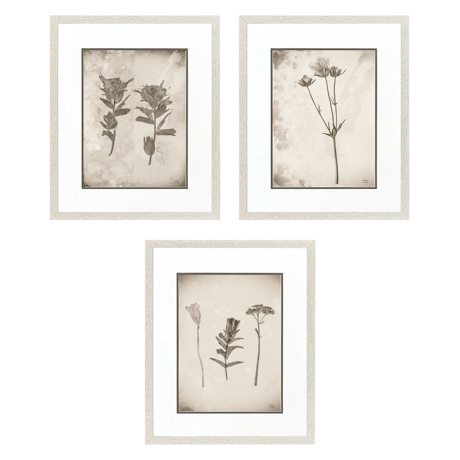 Jordan Glassco-Smith Wildflower Stems III Framed Art Set of 3