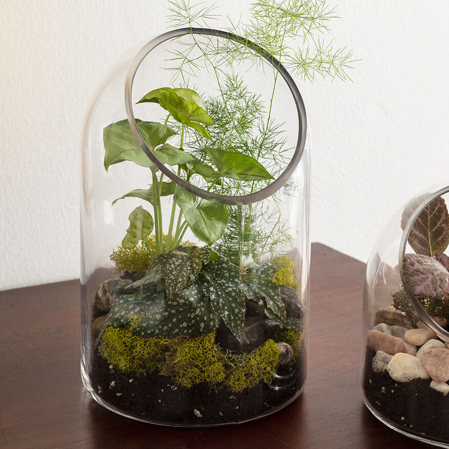 Warner Terrarium shown as a decorative accent piece