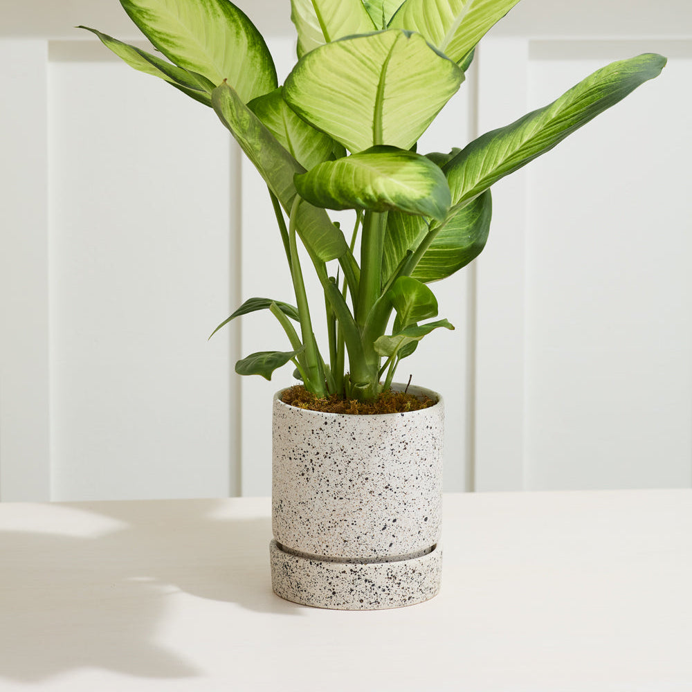 Nisha Pot close-up view, off-white ceramic planter with saucer
