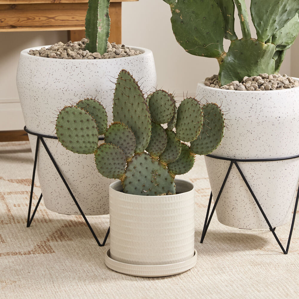 Morse Pot with Saucer styled setting, warm white ceramic planter with saucer