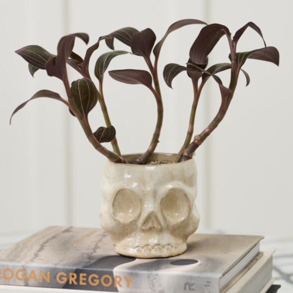 Haunting Skull Pot