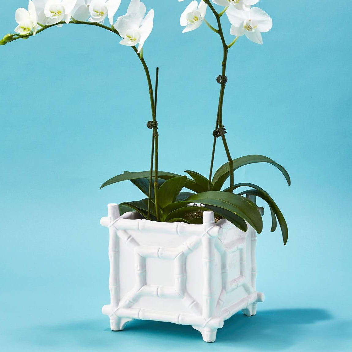 Faux Bamboo Cachepot