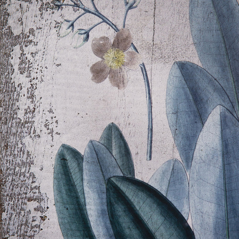 Botanical Rubber Plant Wall Art