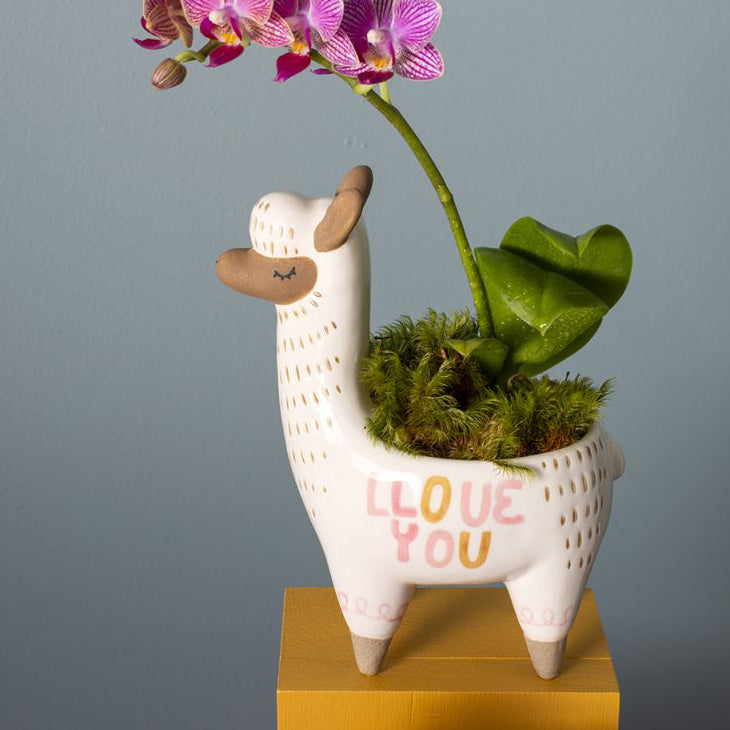 llama succulent pot Fuzzy Feelings Llama Pot