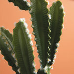 Cowboy Faux Cactus Plant