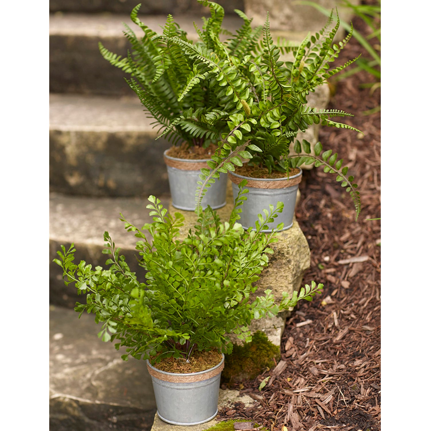 Potted Assorted Fern Plant Set of 3