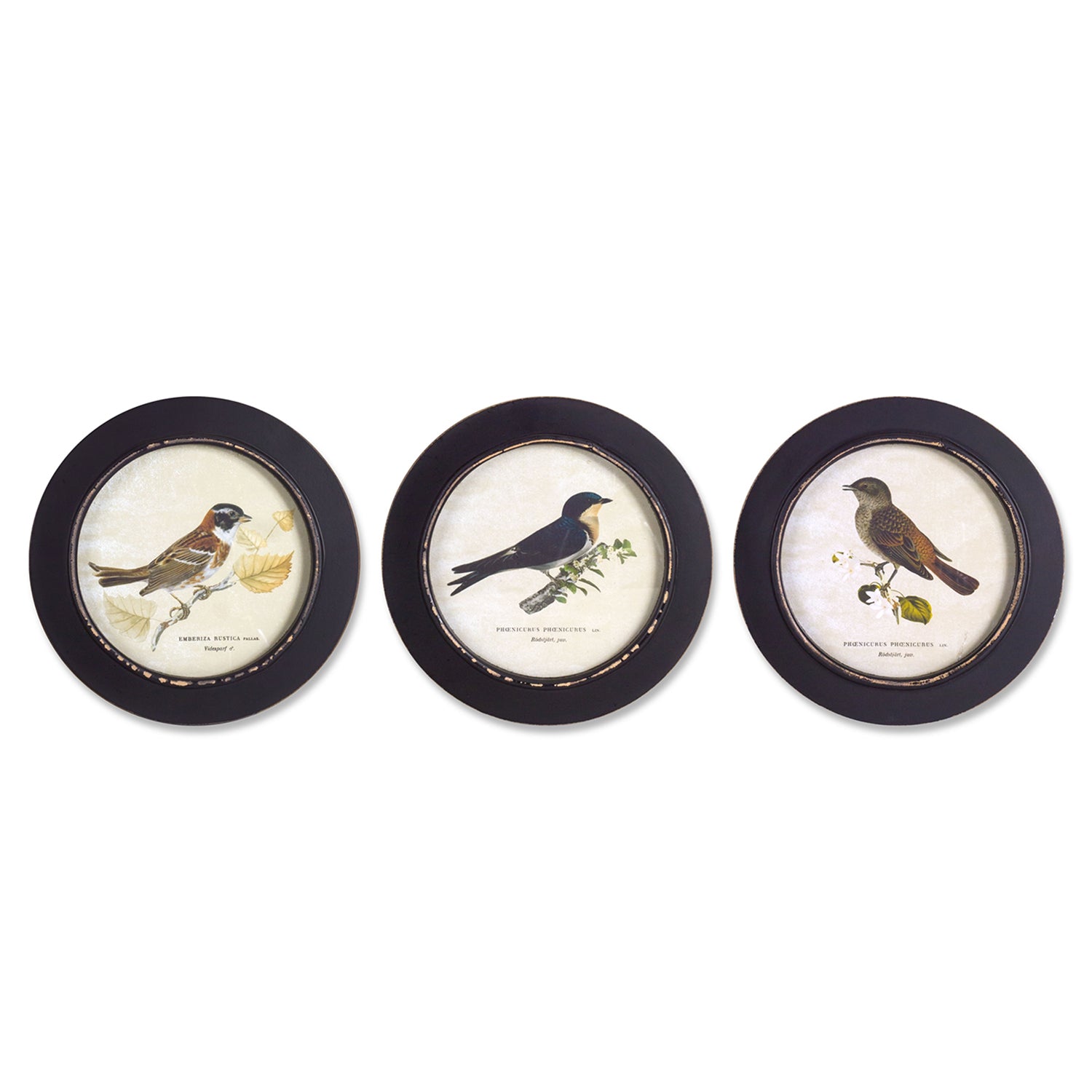 Wood Framed Encyclopedia Bird Print Set of 3