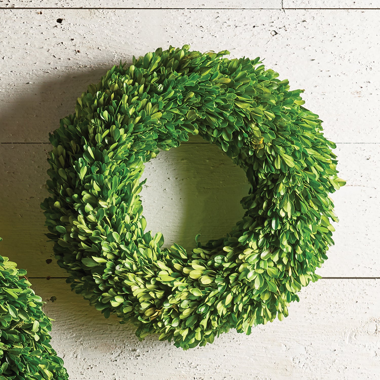 Boxwood 16in Wreath