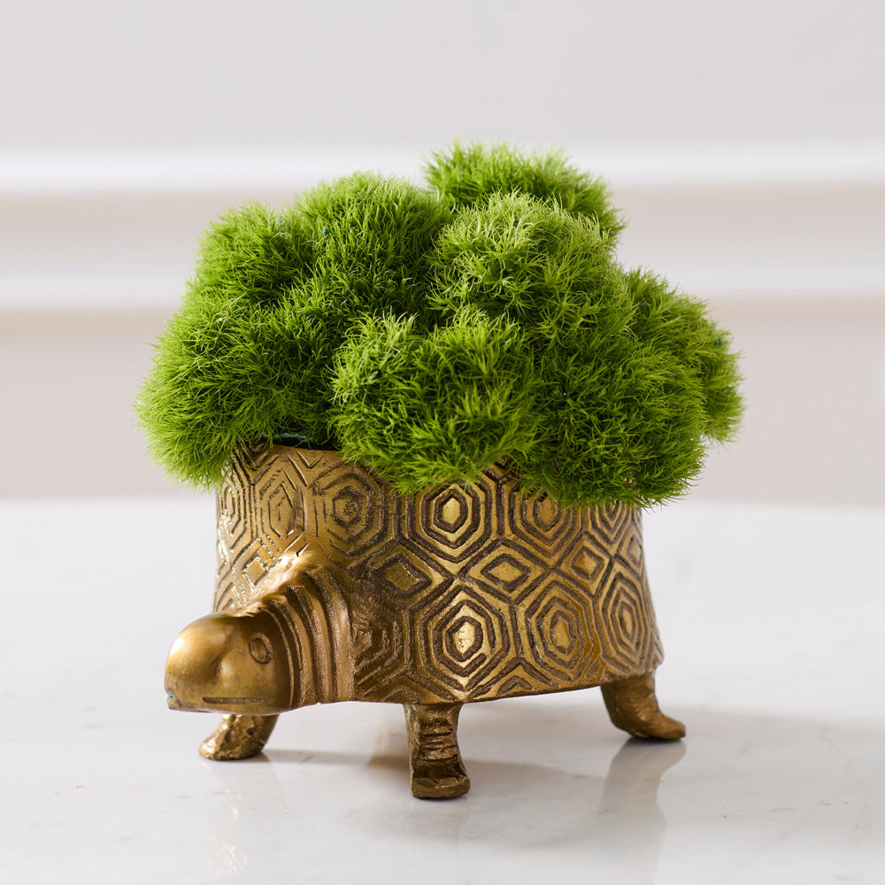 Tommie Turtle Pot displayed in an interior setting