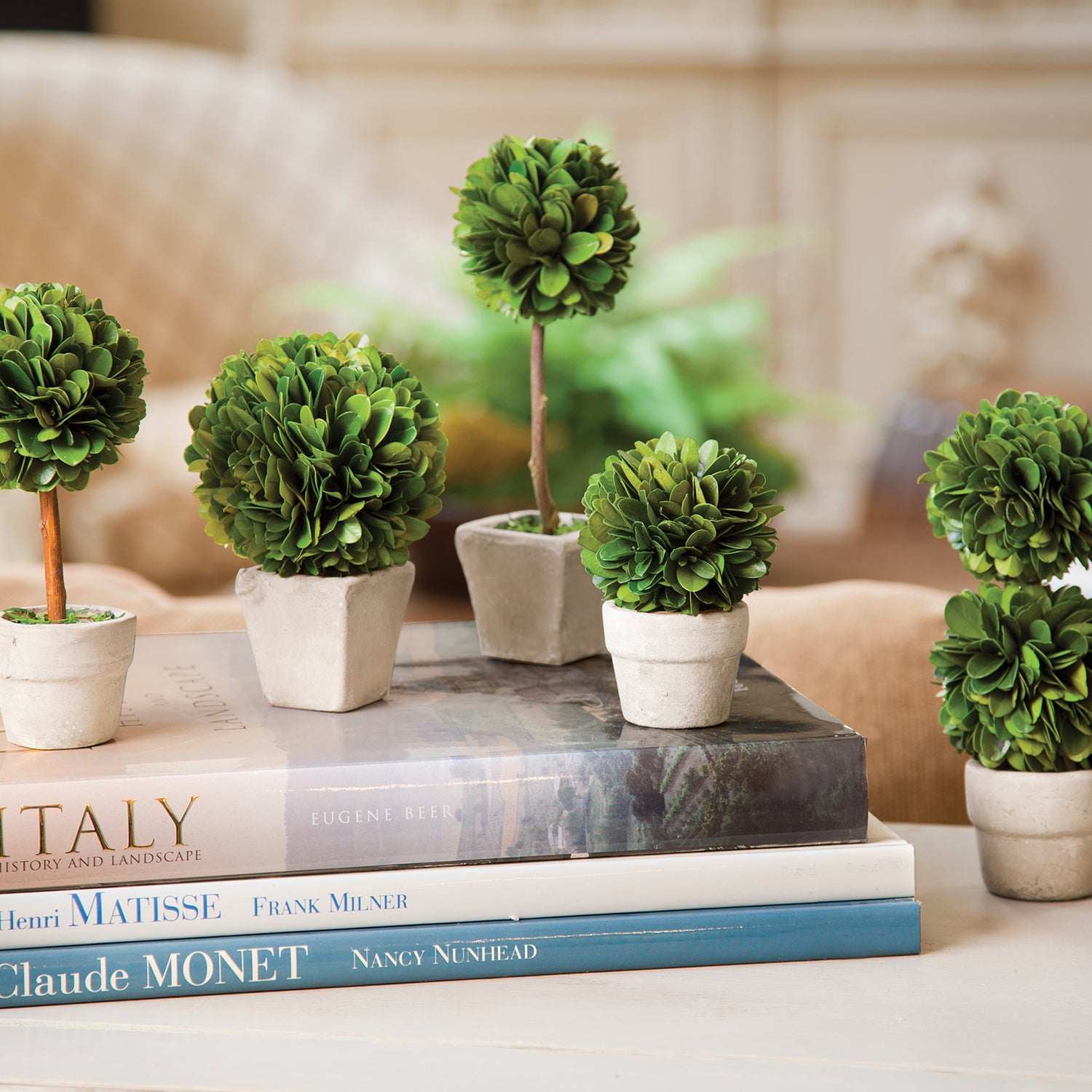Boxwood Mini Topiaries In Pot Set of 5 – Paynes Gray