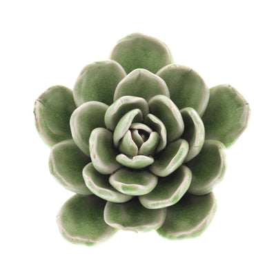 Succulent Sculpture