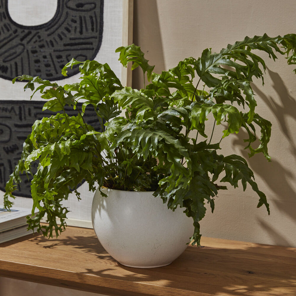 Mayu Pot alternate view, white ceramic bowl planter