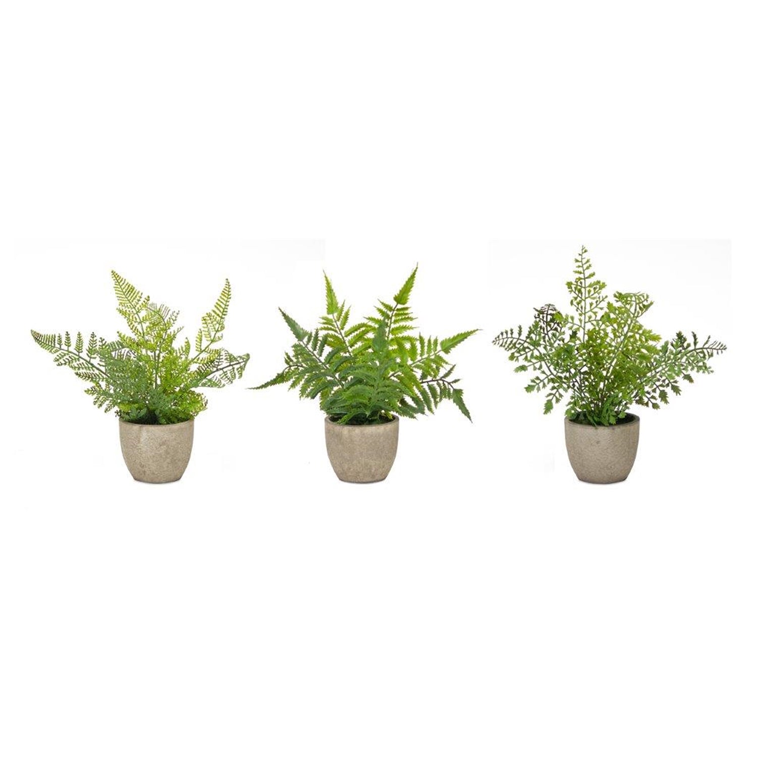 Assorted Fern Plant in Grey Pot Set of 3