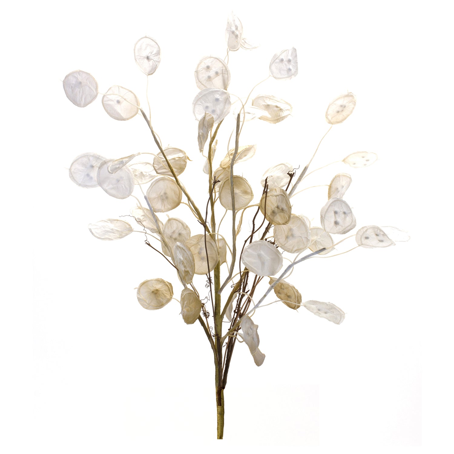 Ivory Silver Dollar Eucalyptus Spray Set of 2