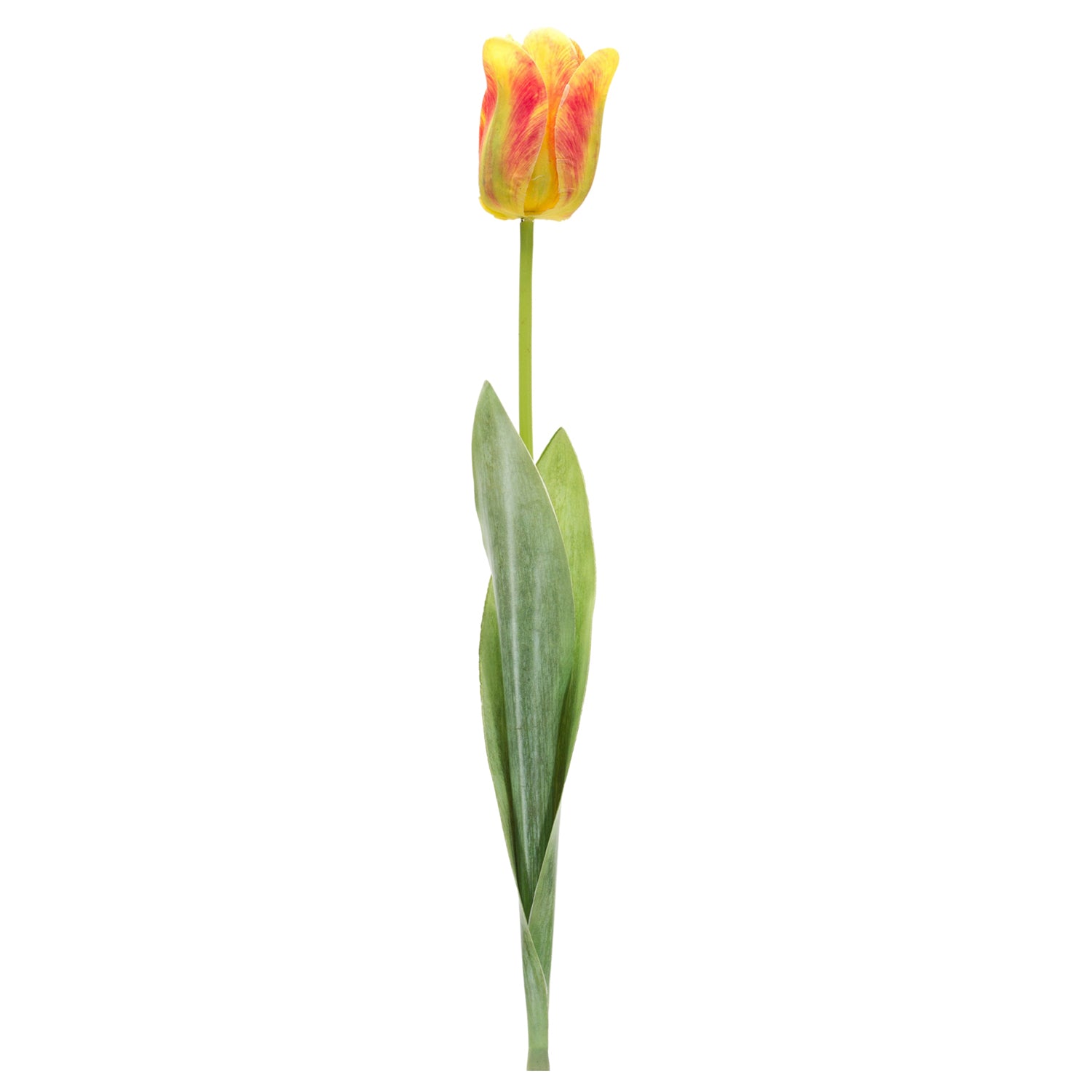 Tulip Floral Stem Set of 6
