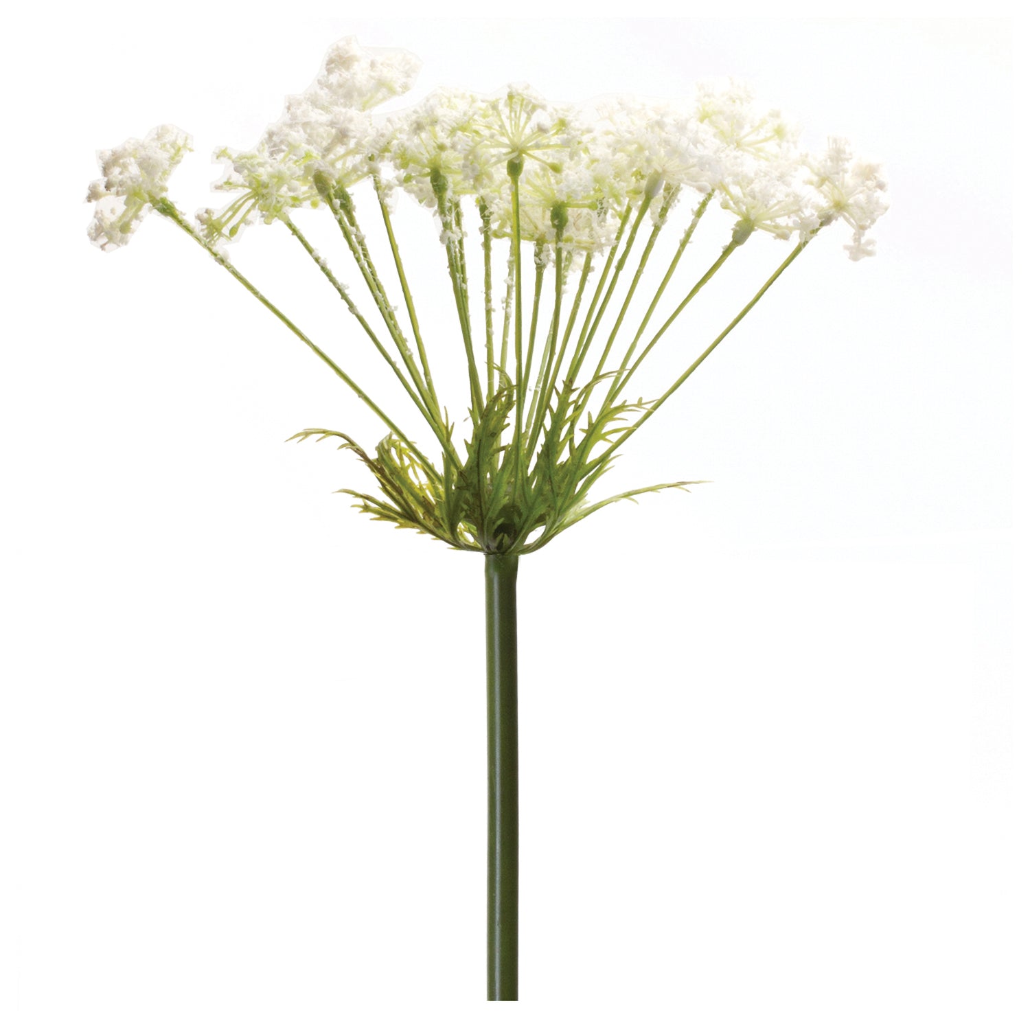 Queen Anne's Lace Stem Set of 2