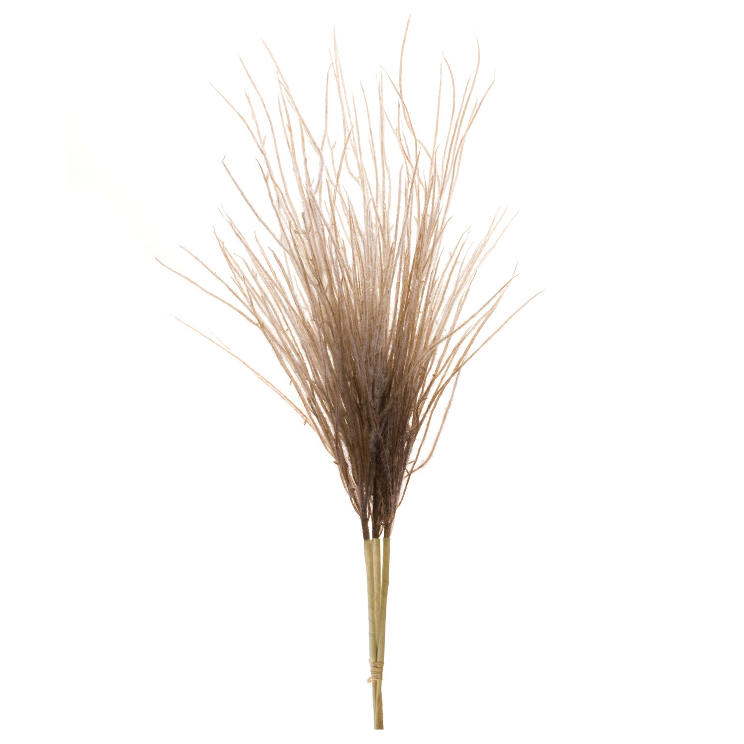 Grass Plume Bundle Set of 2